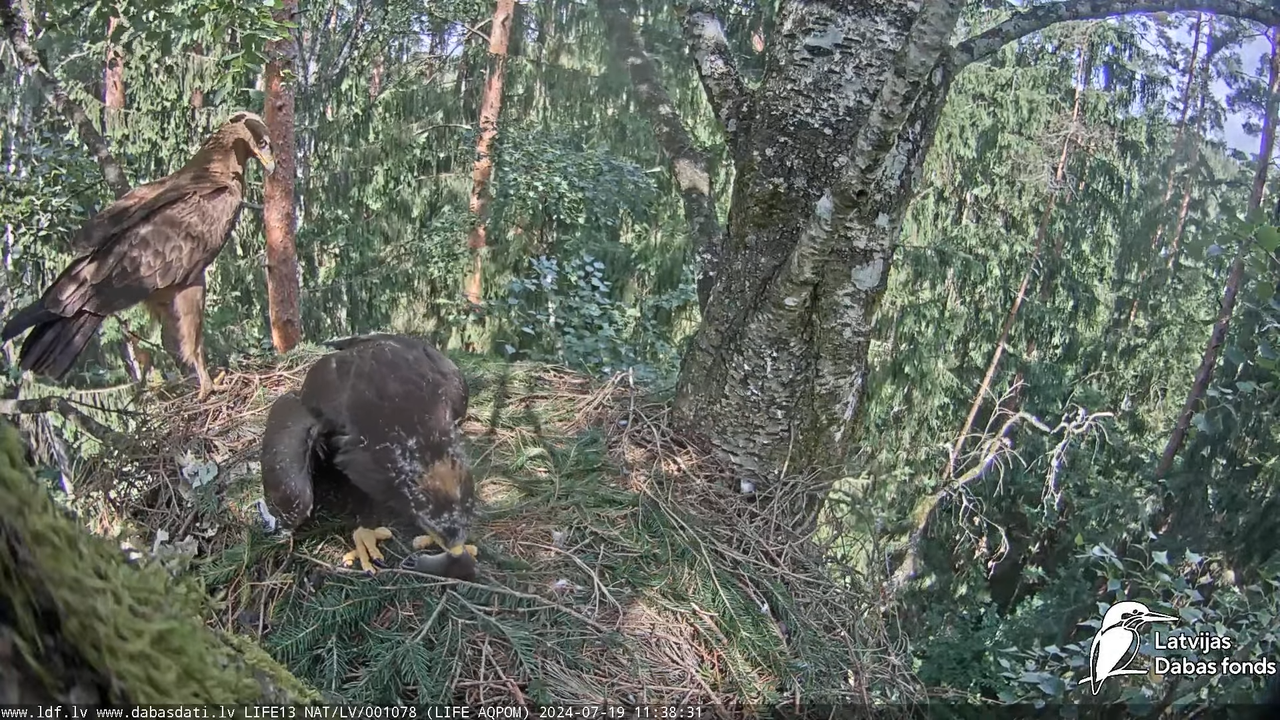 Mazais ērglis (Clanga pomarina), ligzda bērzā - LDF tiešraide 13-39-40 screenshot