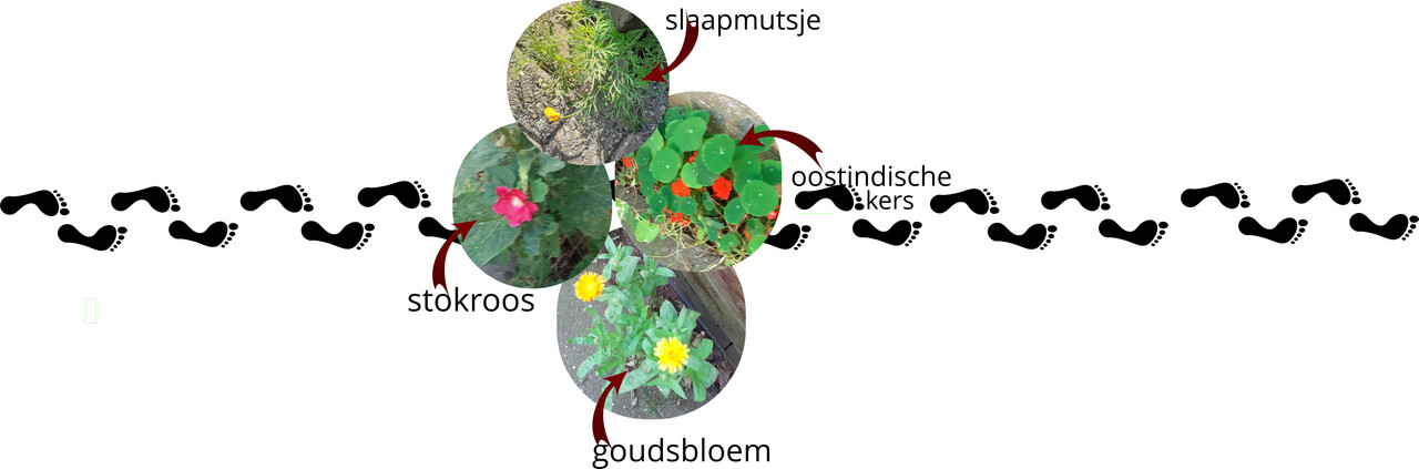 zijtuin