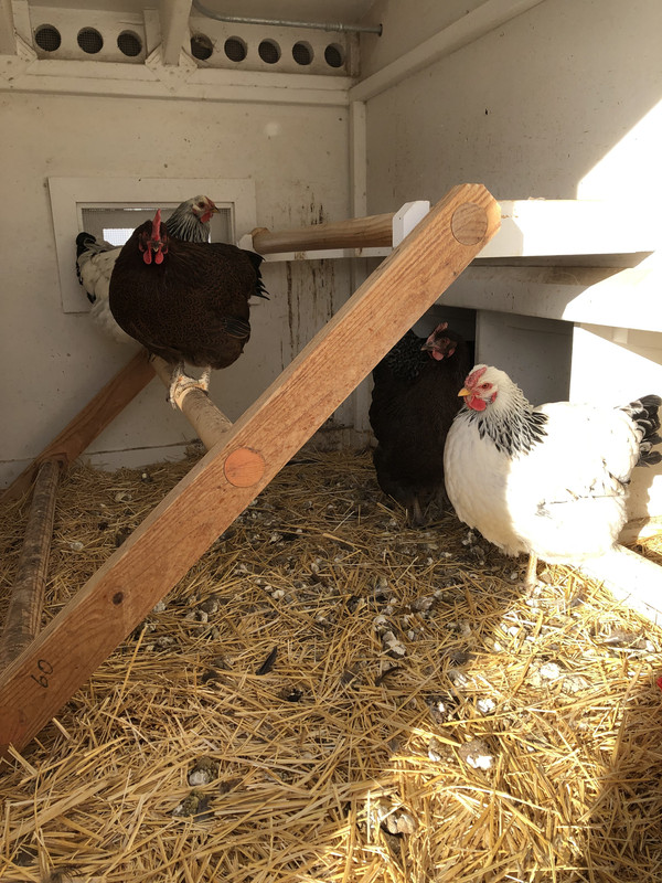 Chickens in the Coop 01
