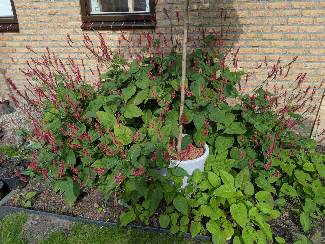 PXL-20250803-150225490-MP.jpg