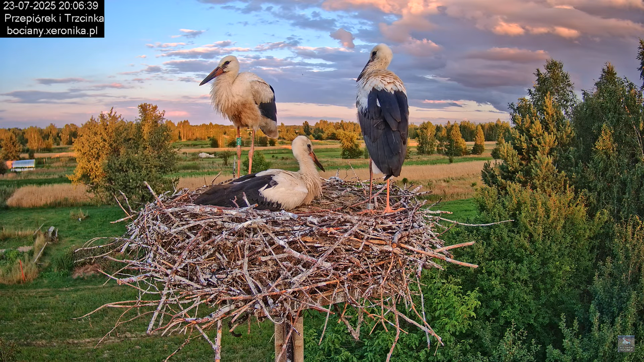 23072025bociany45