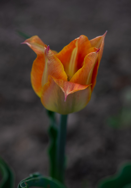 IMG-4c6881edd2b7435a2646735688315df0-V