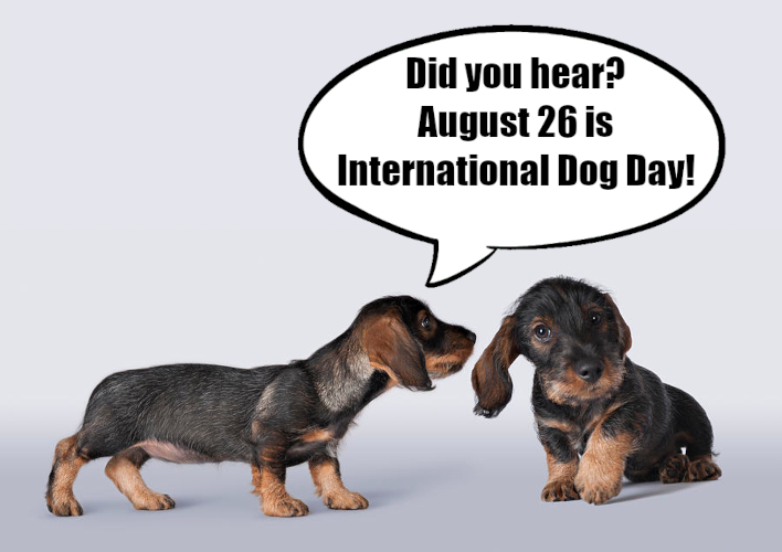 international-dog-day.jpg