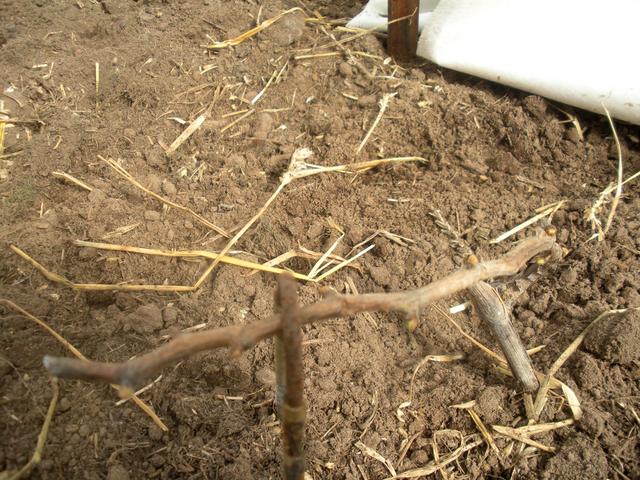 Мой шустрый малыш-2 в пк теплице, апрель 2018г