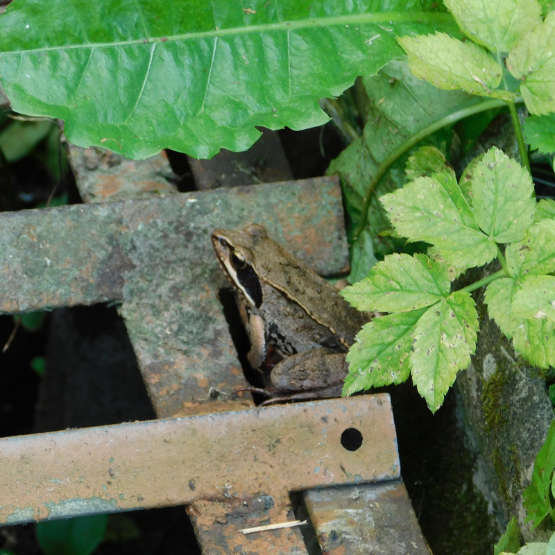 Дачно-барбейское июль, Харлинское 2-я серия 045