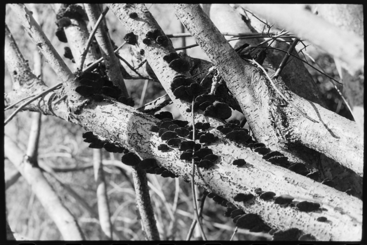 Leicaflex Standard_01gen2022_22 (1280x854)