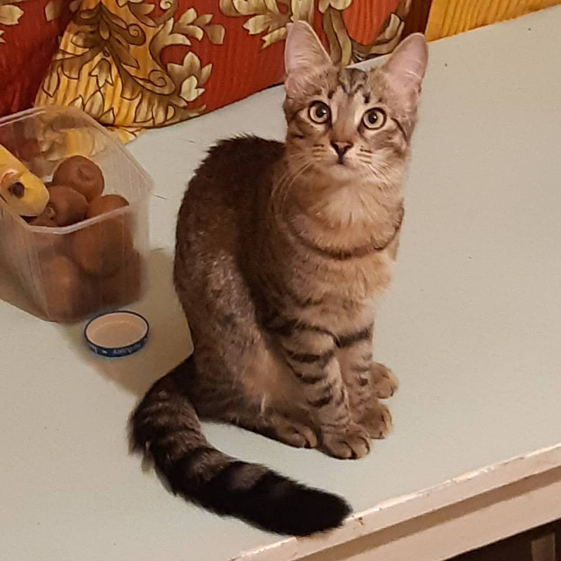 51445164_354678418464029_2169782828602135908_n