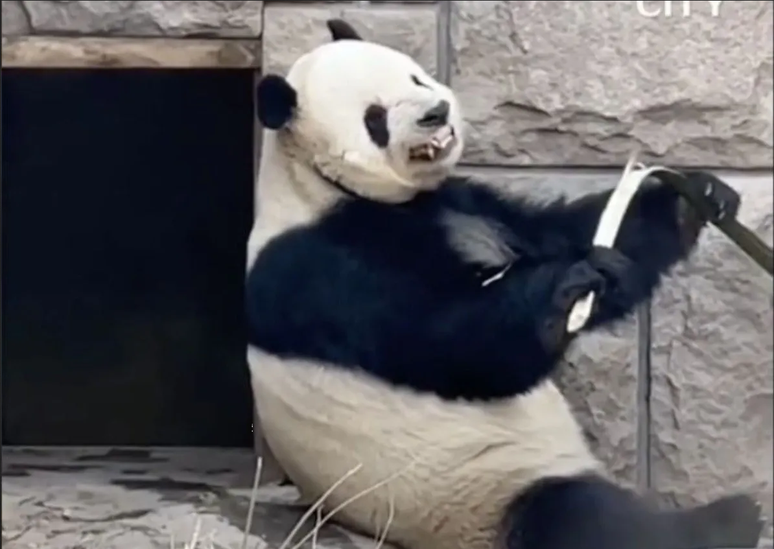 VIDEO: ¡Adorable panda aprende gestos divertidos por error!