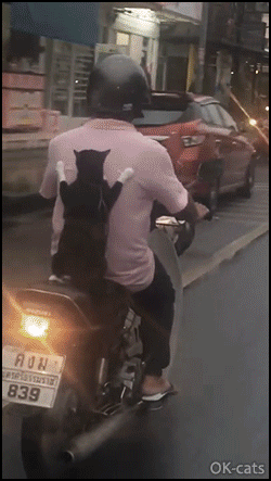 Amazing-Cat-GIF-Fearless-Cat-gets-a-scooter-ride-like-a-kid-They-see-me-rollin-they-hatin.gif