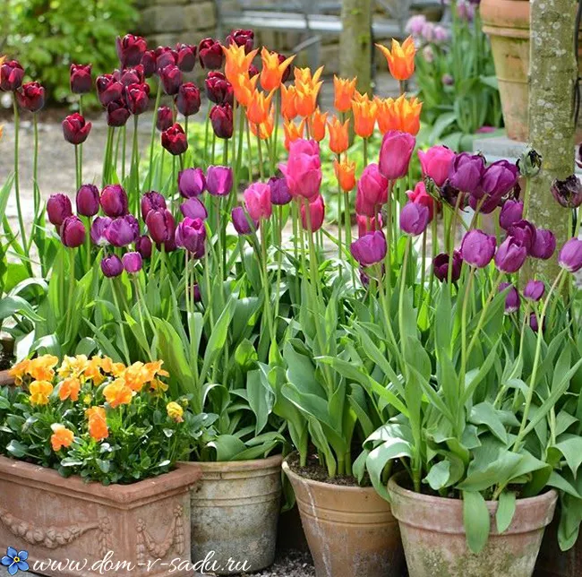 Однолетние и многолетние тюльпаны как выбрать лучший вариант для сада