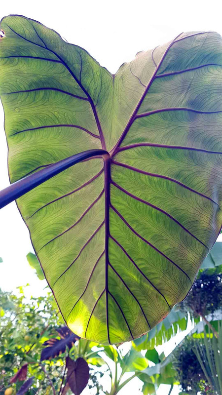 arrière-feuille-colocasia-black-stem