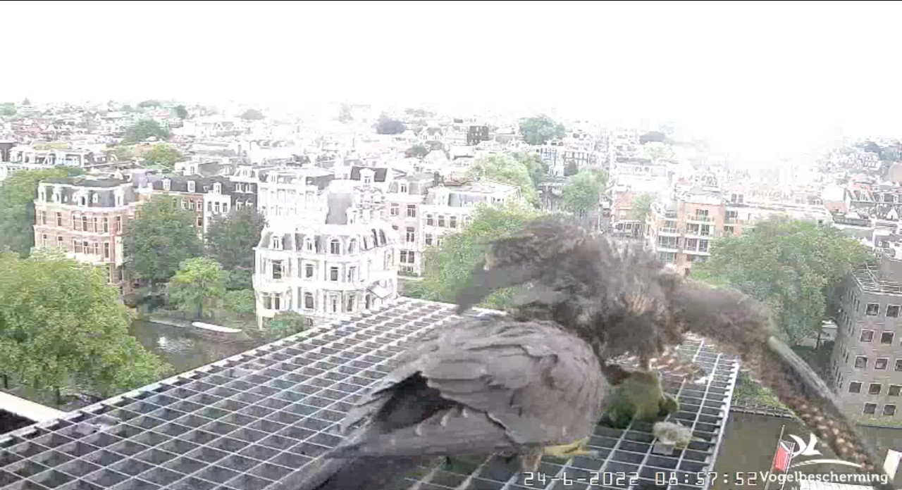 Amsterdam/Rijksmuseum screenshots © Beleef de Lente/Vogelbescherming Nederland - Pagina 32 Video-2022-06-24-090557-Moment-2