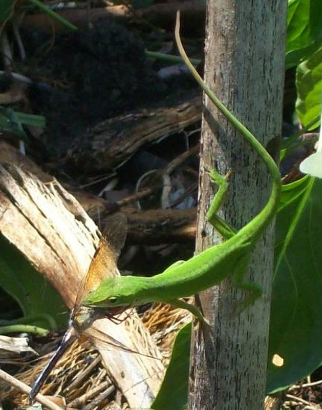 lizard
