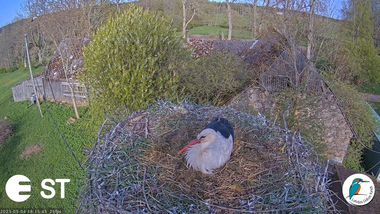 Baltie stārķi (Ciconia ciconia) Tukuma novadā - LDF tiešraide __ White storks in Tukums, Latvia 13-2