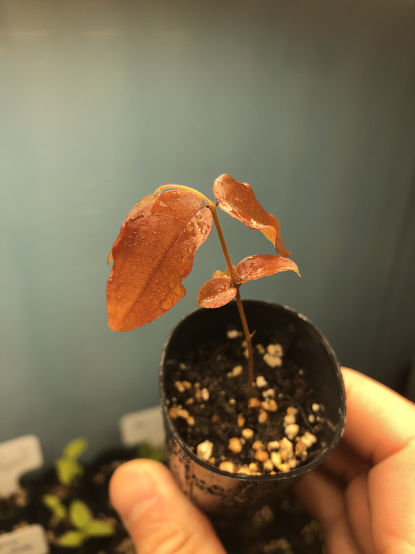 80EA6A00-9CC6-417A-869A-F352F6930127