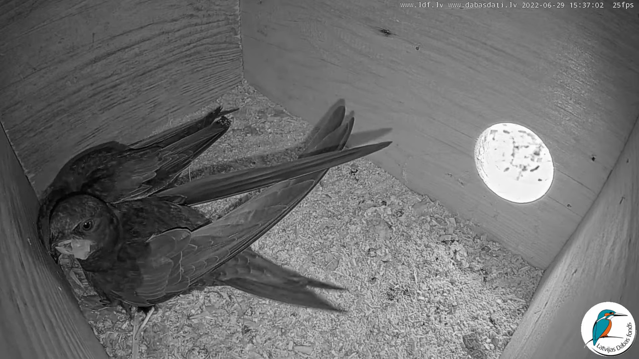 Svīre (Apus apus) Cēsu pils - LDF tiešraide _ Būris 6-33-46 screenshot