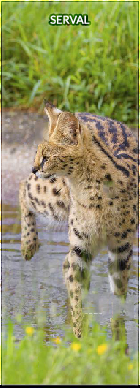 serval