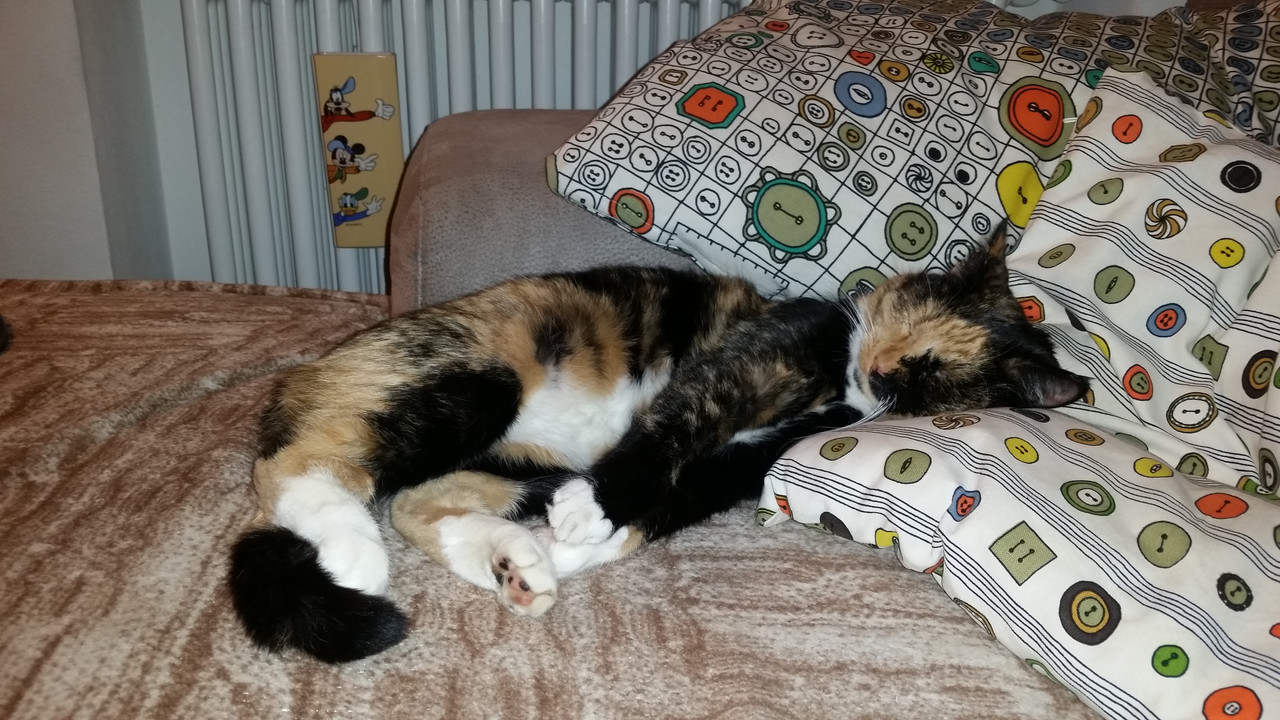 2018_01_13 Milka dorme