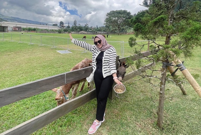 Bali Farm House merupakan tempat wisata pertama dan satu-satunya yang memiliki Alpaca di Bali.