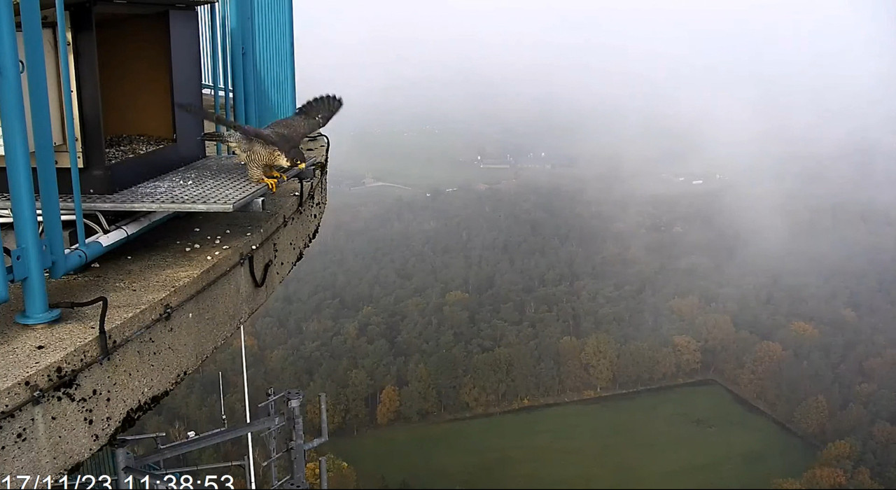 screenshots va 2 november 2023 © VWGGemert - Pagina 5 2023-11-17-114529