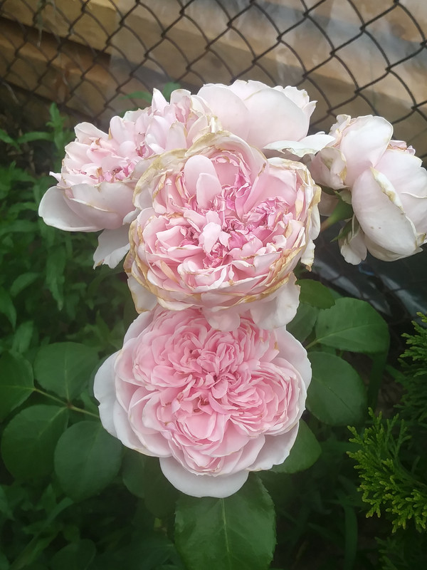 20190617_194119_HDR