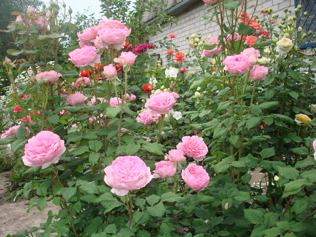 DSC01436