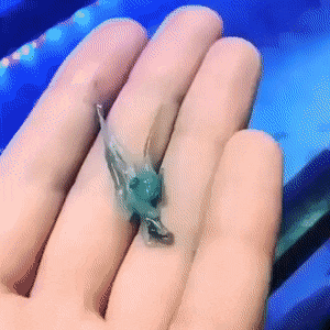 GIFs-4
