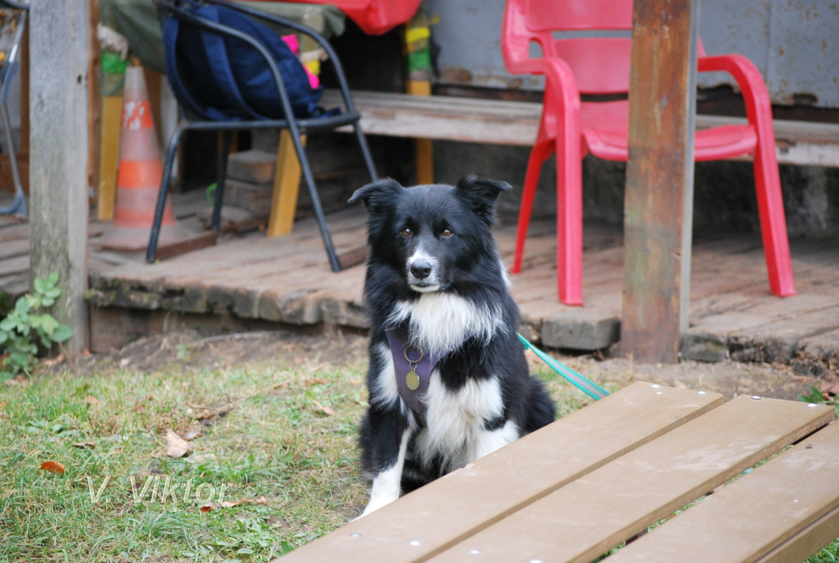 соревнование.