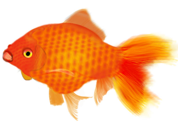 Gold-Fish.png