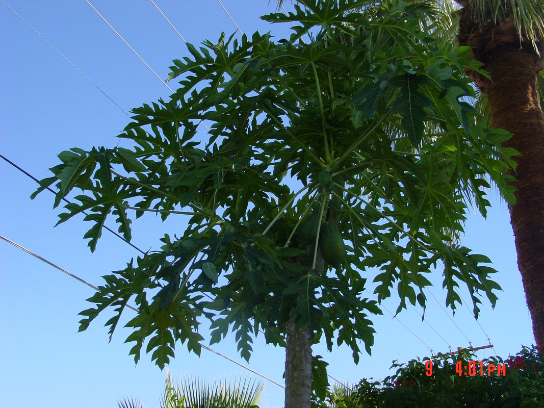 Mexican Papaya 112015