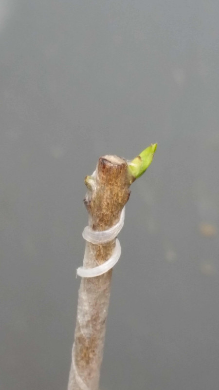 20150322_134540