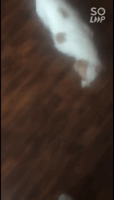 Soloop-20220122114234.gif