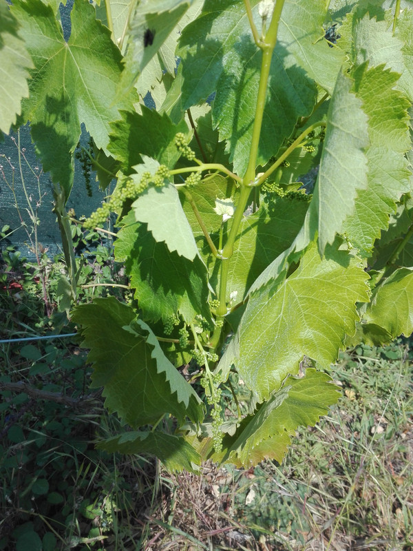 grapes 2