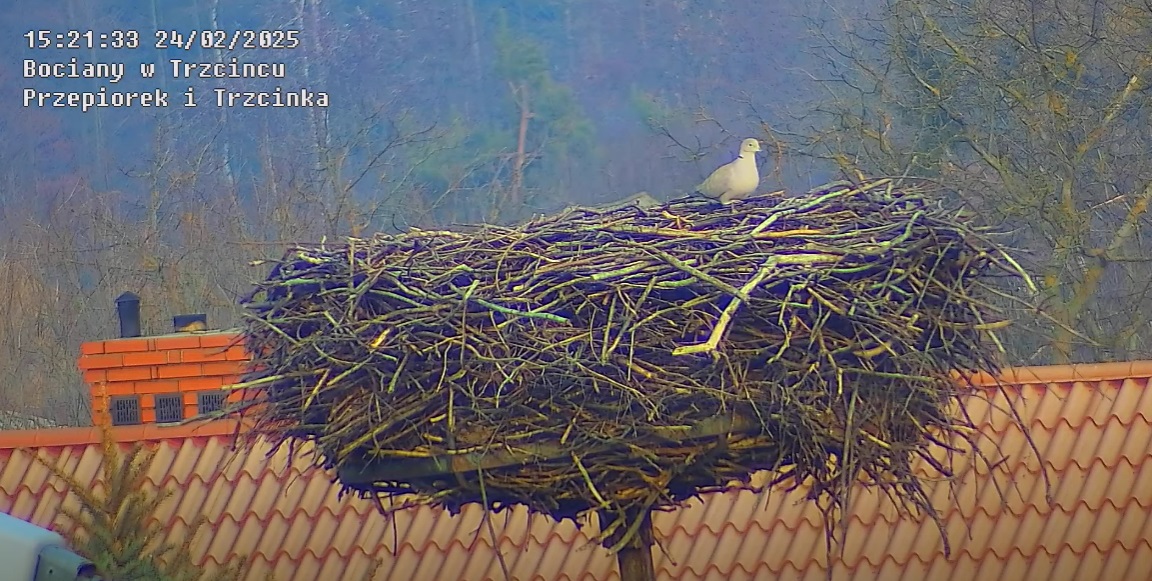 jakisskurczonytenbocian24022025