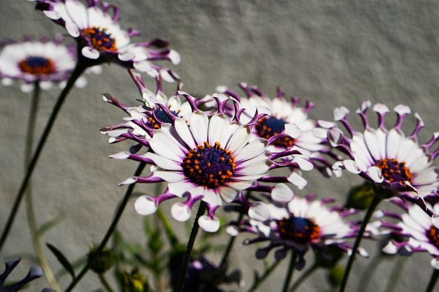 Osteospermum: цветок, танцующий за солнцем и меняющий оттенки за ночь Osteospermum: цветок, танцующий за солнцем и меняющий оттенки за ночь