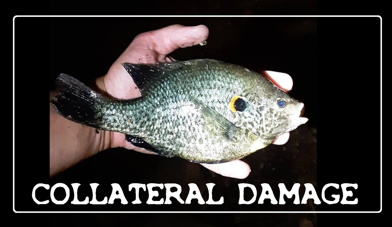 COLLATERAL DAMAGE (Nighttime Spearfishing)