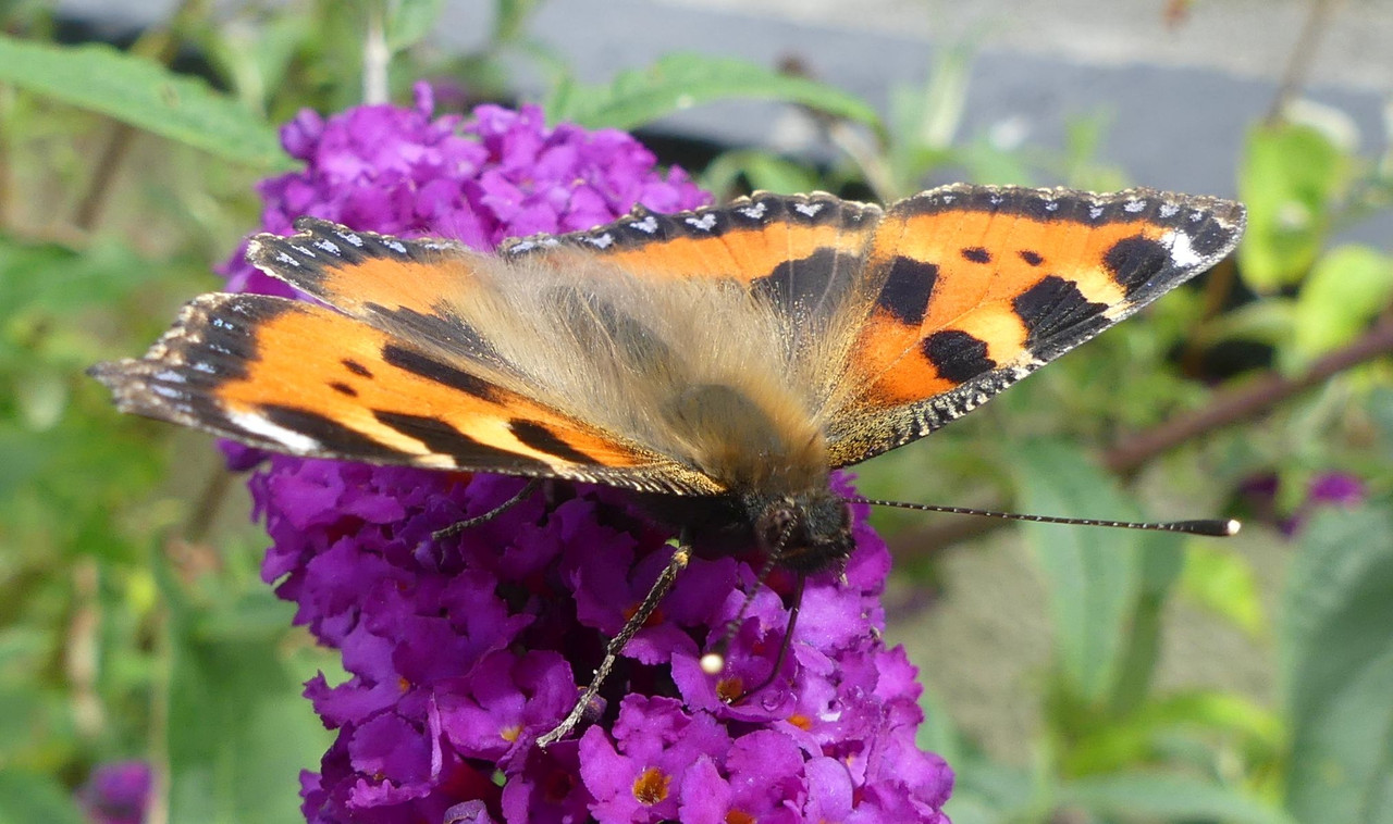 TORTOISESHELL 8