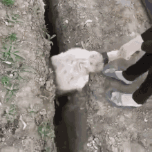 https://i.postimg.cc/HxpKx0D2/sheep-jump.gif