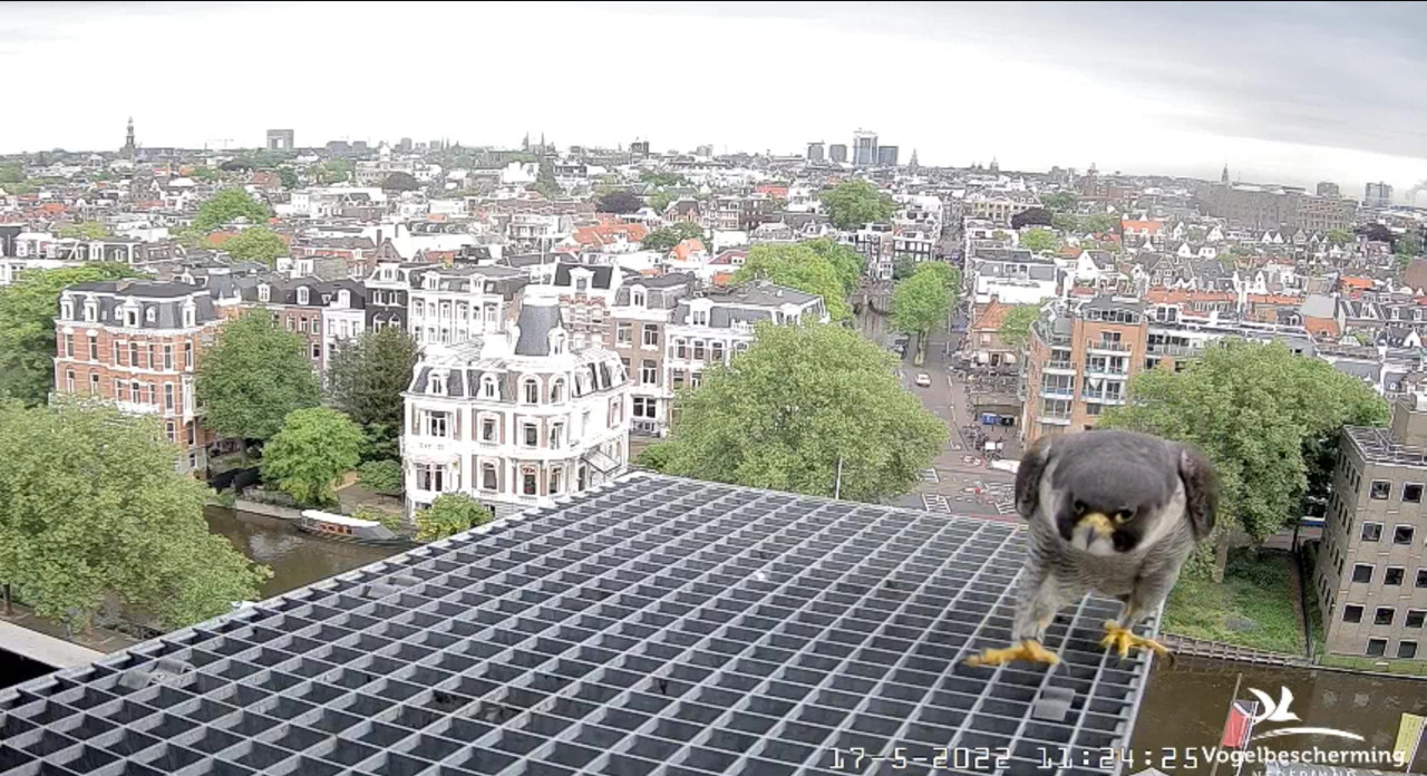 amsterdam - Amsterdam/Rijksmuseum screenshots © Beleef de Lente/Vogelbescherming Nederland Video-2022-05-17-112538-Moment-3