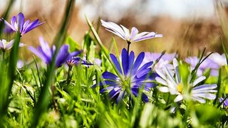 Thơ hoạ Nguyễn Thành Sáng & Tam Muội (2091) Grass-blue-flowers-chamomile-blurring-2560x1600-915x515