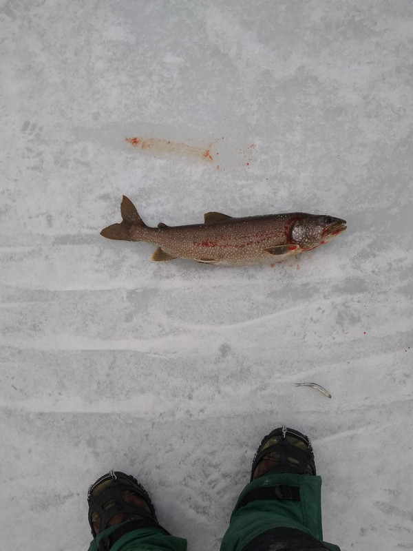 Lake Trout
