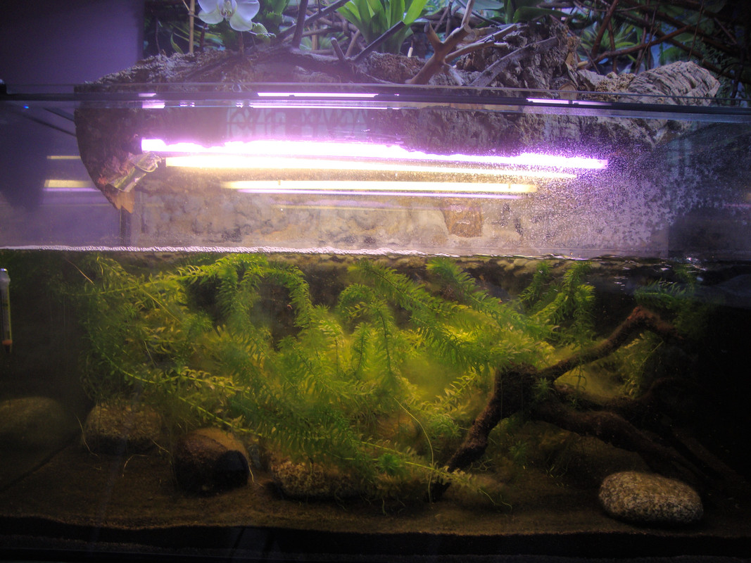 Acquario infestato (1)