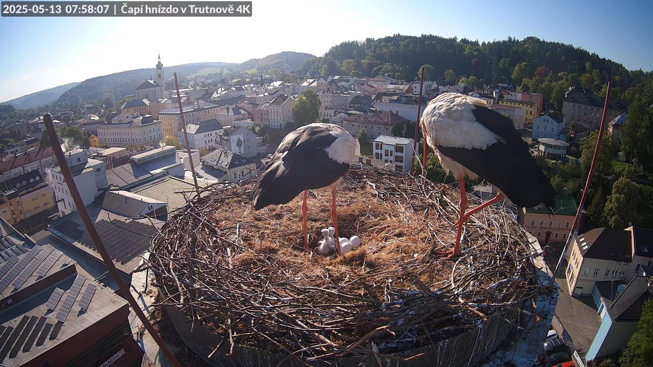Tiešraide no stārķa ligzdas uz alus darītavas skursteņa Trutnovā 10-32-18 screenshot