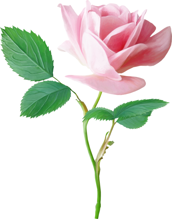 Rose01