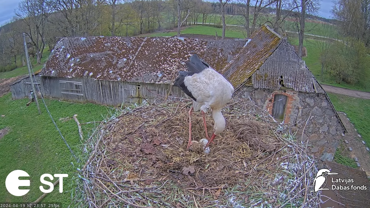 Baltie stārķi (Ciconia ciconia) Tukuma novadā - LDF tiešraide __ White storks in Tukums, Latvia 13-3