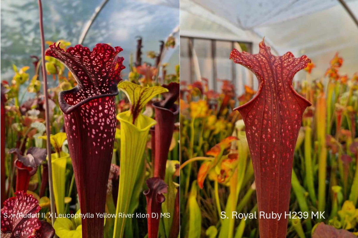 Sarracenia Seeds 2023 (Top clone crosses) - Angebote 