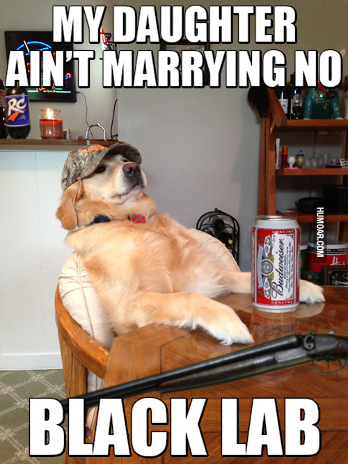 my-daughter-aint-marrying-no-black-lab.jpg