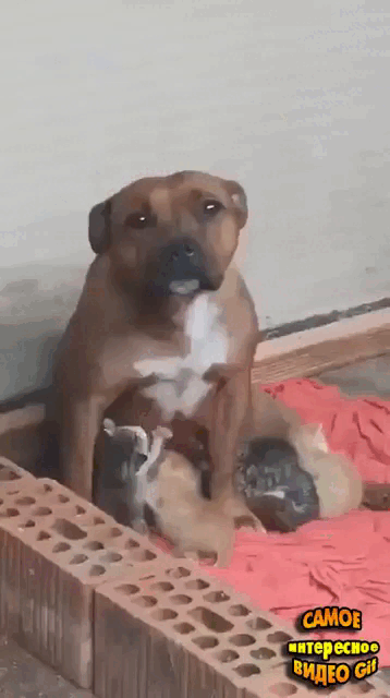 b-gif-gif-gif-gif-2-gif-gif-gif-gif-gif