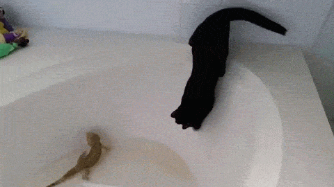 daily-gifdump-3405-16.gif