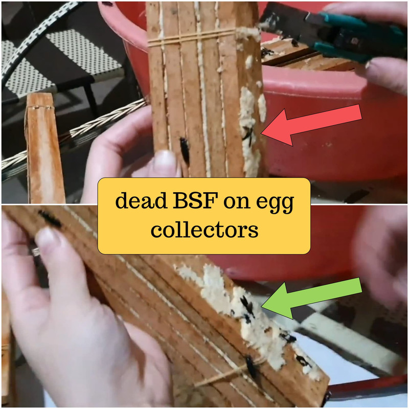 dead-mama-bsf-flies-on-egg-collectors.jpg